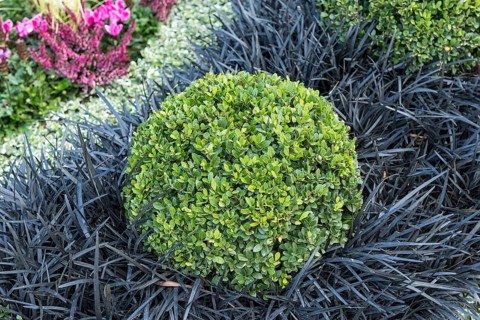 Japanese pod (Ilex crenata DARK GREEN), black snake's beard (Ophiopogon planiscapus 'Niger')