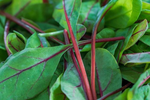 Close-up of small leaves with red stems of chard leaves