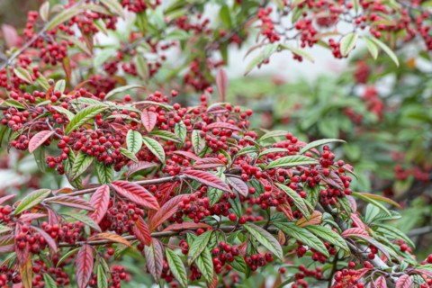 Cotoneaster (Cotoneaster floccosus), Cambridge Botanical Garden, Germany, Europe