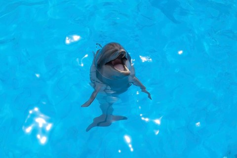 Smiling dolphin stuck his head out of the water