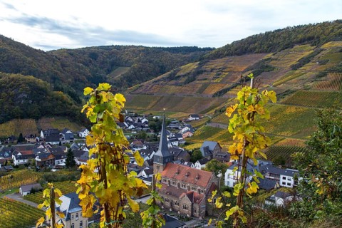 View of the church in Mayschoß in the Ahr valley from the red wine hiking trail