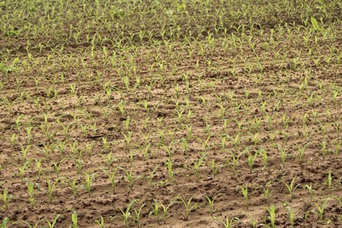 Maize monoculture, young plants in rows