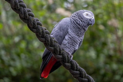 Grey parrot (Psittacus erithacus), Jako, at Zurich Zoo, Zurich, Germany, Europe