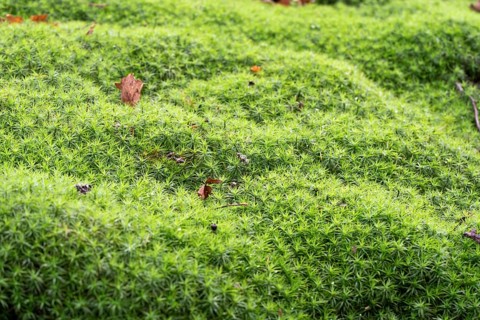 Polytrichum moss (Polytrichum formosum), large stand on the forest floor, North Rhine-Westphalia,