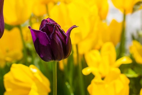 Bright colorful tulips as natural floral background