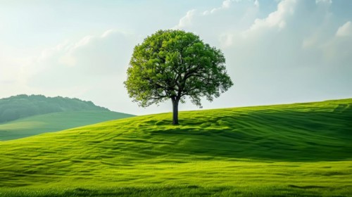 Peaceful image of a vibrant green hill with a single tree bathed in sunlight conveying simplicity,