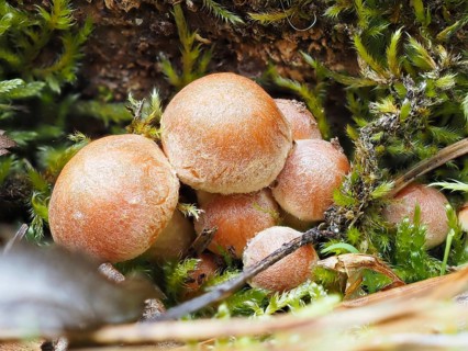 Mushroom sulphur heads (Hypholoma, North Rhine-Westphalia, Germany, Europe