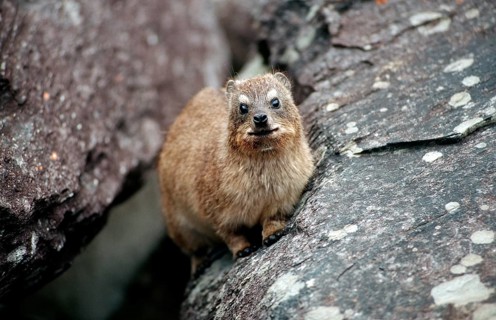 Cape rock hyrax, Procavia capensis, South Africa, Tsitsikamma National Park, Otter trail, Africa