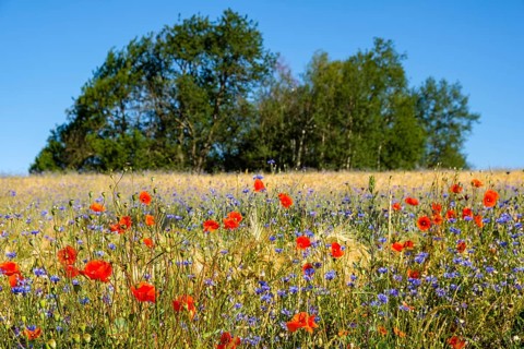 Flower strips in the cornfield
