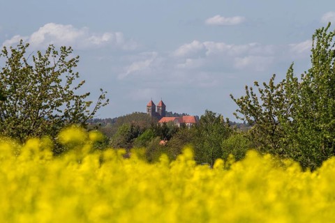 Country road and flowering rape field with lorry
