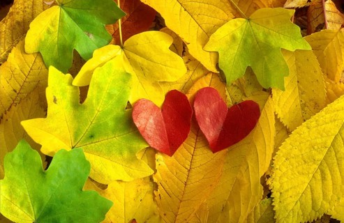 Colourful autumn leaves with heart-shaped leaves, 2 hearts