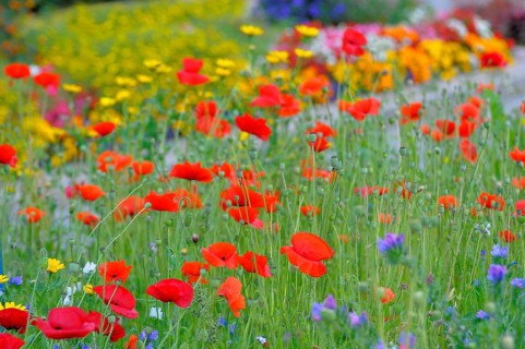 Corn poppy in meadow, flower mix, wild flowers