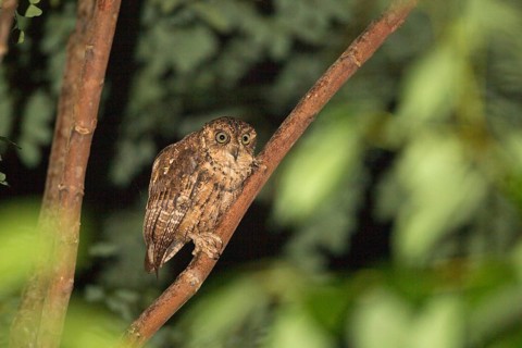 Seychelles scops owl (Otus insularis), Mahée, Seychelles, Africa
