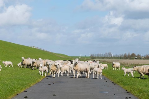 A flock of sheep on a hiking trail