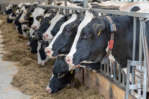 Dairy cows in an open stable on a dairy farm in the north of the Netherlands