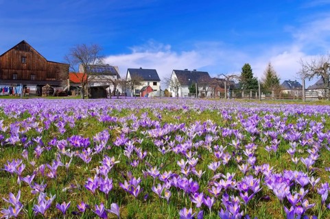Drebach Crocus meadows in the Ore Mountains, Crocus flowers in Drebach, Saxony