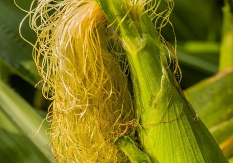Closeup of silk growing on ear of corn with heart shape created by sunlight on the ear of corn,