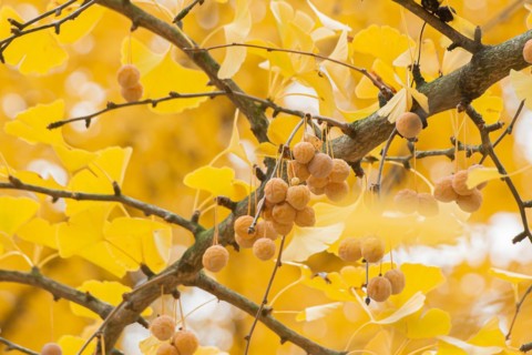 Maidenhair tree (Ginkgo biloba), Cambridge Botanical Garden, Germany, Europe
