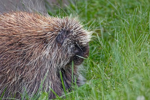 The North American porcupine (Erethizon dorsatum) . It is the second largest rodent in North