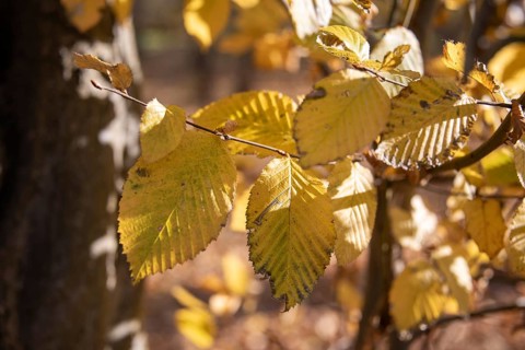 Yellow autumn leaves on a tree in the sunlight, hornbeam, Magdeburg, Saxony-Anhalt, Germany, Europe