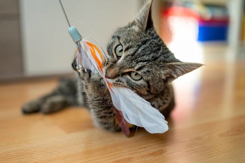 Kitten in motion playing with a feather toy