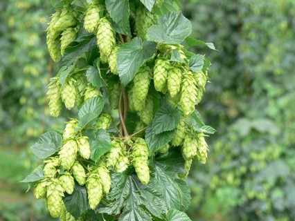 Hops (Humulus lupulus) with young fruit stalks, ingredient for beer production, Tettnang, Germany,