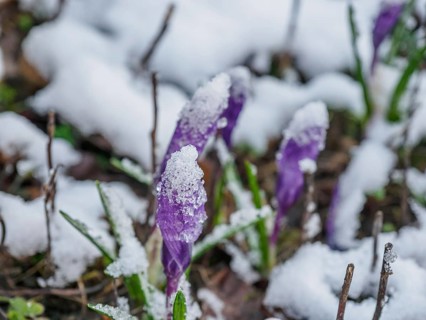 Purple crocuses poking through snow cover in winter garden, weseke, borken, münsterland, germany