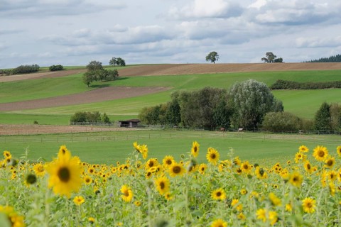 Field with sunflowers (Helianthus annuus) near Bühlerzell, energy plant, September, autumn,