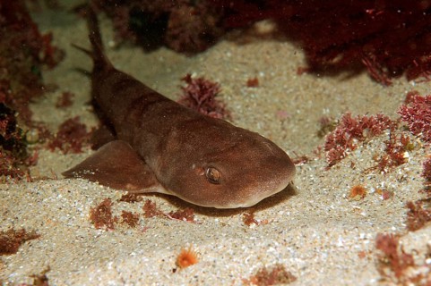 Brown shyshark, Haploblepharus fuscus, South Africa, Tsitsikamma National Park, Indian Ocean,