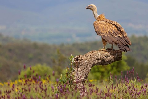 Griffon Vulture, Eurasian Griffon Vulture, Griffon Vulture, Eurasian Griffon, (Gyps fulvu), Vautour