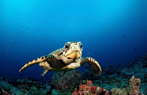 Hawksbill sea turtle, Eretmochelys imbricata, Maldives, Indian Ocean, Felidu Atoll, Asia