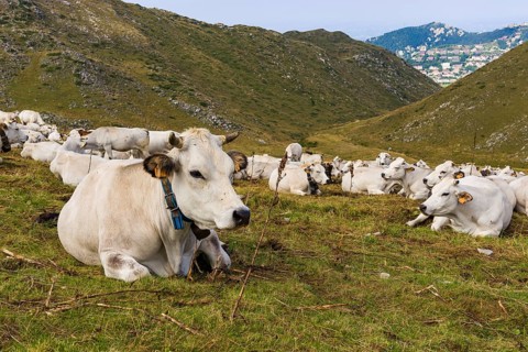 Cow in Prato Nevoso, Piedmont, Italy, Europe