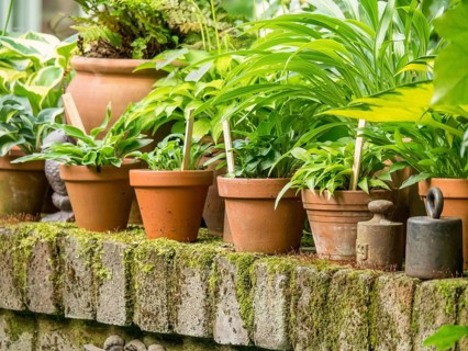 Several plant pots with green plants on a terrace wall overgrown with moss, borken, westphalia,
