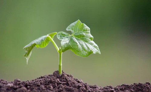 A small bean sprout. Plant germination from soil