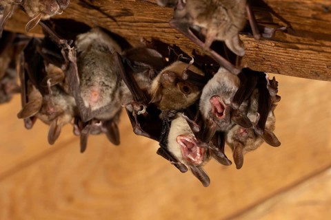 Greater mouse-eared bat (Myotis myotis) Nursery in the attic of a church, Thuringia, Germany,