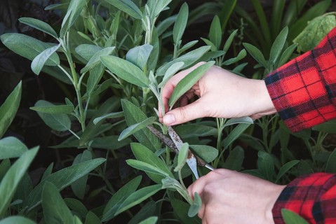 Harvesting sage, woman hands cutting garden sage leaves in herbs garden bed