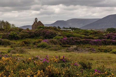 Rhododendron blossom in Wild Nephins National Park, County Mayo, Ireland, Europe