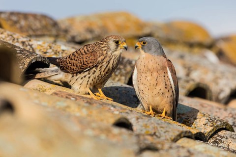 Lesser Kestrel (Falco naumanni), Spain, Europe