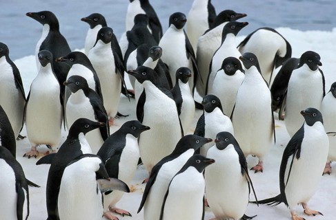 Adelie Penguin (pygoscelis adeliae), Colony on Ice Field, Paulet Island in Antarctica