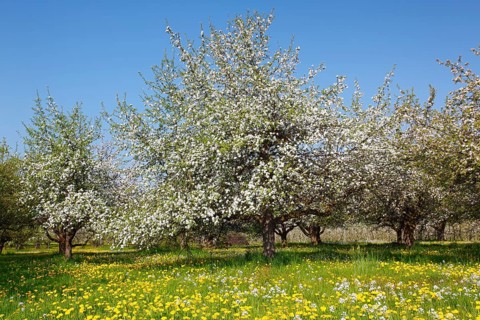 Apple trees (Malus domestica), orchard, Baden-Württemberg, Germany, Europe