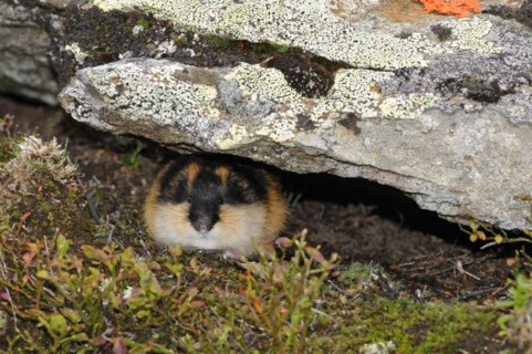 Mountain lemming in Sweden. Lemming mountain in Sweden