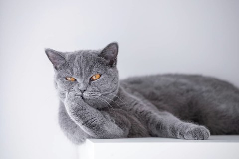 British cat lying on a white shelf. White background. Poznan, Poland, Europe