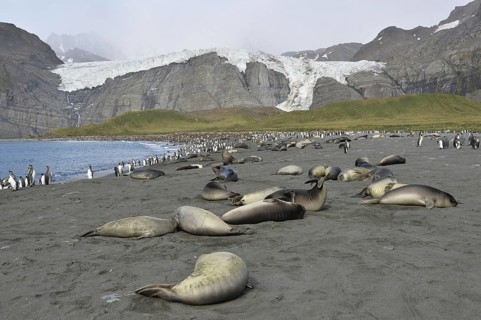Elephant seals, Gold Harbour, South Georgia