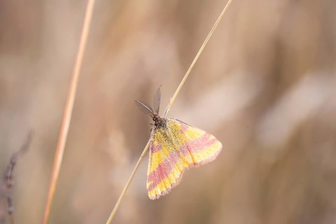 Dock purple moth (Lythria cruentaria), male on a blade of grass, Brandenburg, Germany, Europe