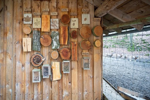 Cut tree trunks of different German forest tree varieties hang on a wooden wall as a decoration for