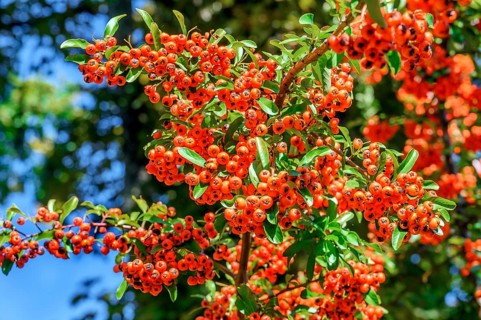 Rowan berries damaged by autumn frost, rowan berries (Sorbus aucuparia), Kempten, Allgäu, Bavaria,