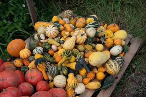 Sale of ornamental pumpkins (Cucurbita pepo) at the roadside, Pankofen, Lower Bavaria, Germany,