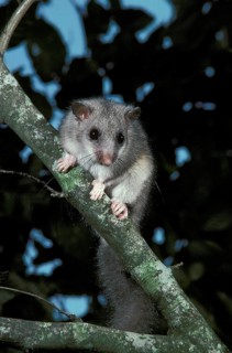 Edible Dormouse (glis glis), Adult standing on Branch, Normandy