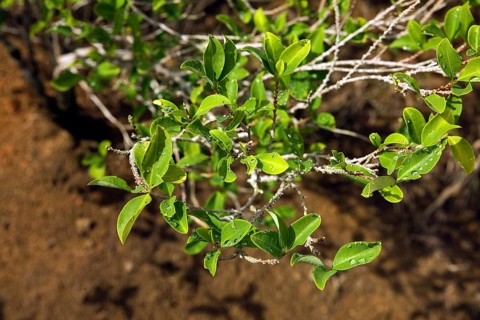 Coca (erythroxylum coca), leaves for cocaine production, Peru, South America