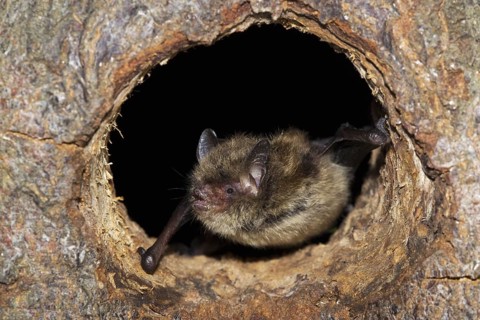 Common Pipistrelle (Pipistrellus pipistrellus) looking out of tree hole, Germany, Europe